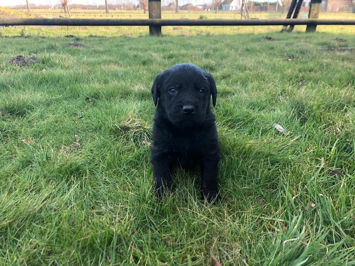 Labradorpups, Dieren en Toebehoren, Honden | Retrievers, Spaniëls en Waterhonden, Meerdere dieren, Labrador retriever, Fokker | Hobbymatig