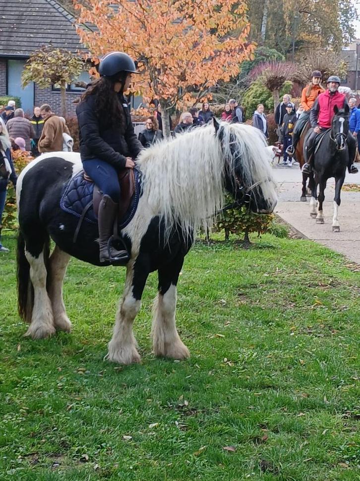 Te koop: Super lieve Tinker ruin – net beleerd, nog groen, Dieren en Toebehoren, Pony's, Ruin, Zadelmak, E pony (1.48m - 1.57m)