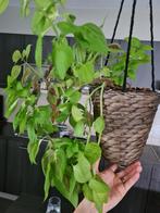 Grande plante suspendue d'ortie Coleus avec différentes espè, Ombre partielle, Plante verte, Enlèvement ou Envoi, Moins de 100 cm