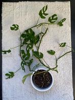 Rhaphidophora Tetrasperma (Monstera Minima), Maison & Meubles, Plantes d'intérieur, En pot, Plante verte, Enlèvement, Moins de 100 cm