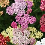 Achillea soorten, Ophalen