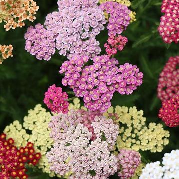Achillea soorten beschikbaar voor biedingen