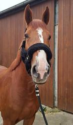5 jarige merrie Bamako x flamingo k, Dieren en Toebehoren, Paarden, Merrie, Springpaard, Gechipt, L