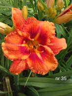 Hemerocallis nr 35, Ophalen of Verzenden