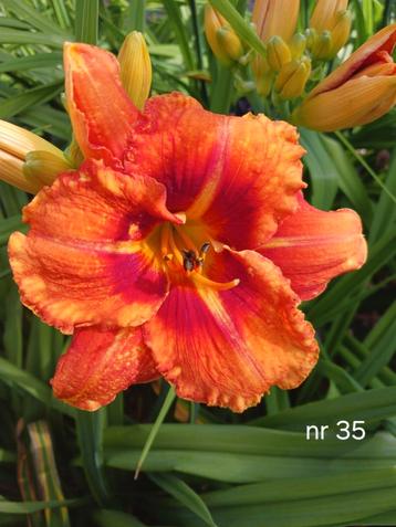 Hemerocallis nr 35 beschikbaar voor biedingen