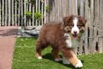 Prachtige Australische herder pups (australian shepherd), Dieren en Toebehoren, Honden | Herdershonden en Veedrijvers, België