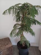 Lot kamerplanten, Huis en Inrichting, Kamerplanten, Ophalen, Yucca