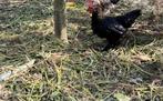 Halfvolwassen kuikens / kippen Cochin geslacht ongekend, Dieren en Toebehoren, Pluimvee, Geslacht onbekend, Kip