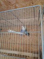 Roseicolli, Dieren en Toebehoren, Vogels | Parkieten en Papegaaien, Meerdere dieren, Dwergpapegaai of Agapornis, Geringd