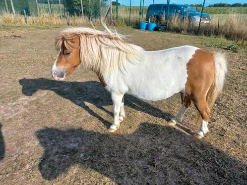 Shetland merrie's, Dieren en Toebehoren, Paarden en Pony's | Dekhengsten en Fokmerries, Merrie
