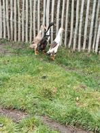 Loopeenden, Animaux & Accessoires