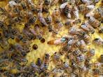 3 jonge Buckfast F1 bijenvolken te koop, Abeilles