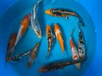 Japanse koi 15-20cm, Dieren en Toebehoren, Vissen | Vijvervissen, Karper of Koi