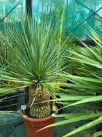 Yucca rostrata, 1m hoog, Tuin en Terras, Ophalen of Verzenden