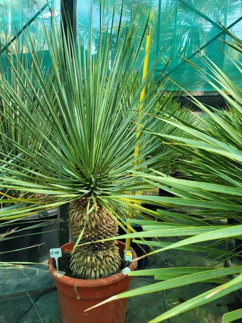 Yucca rostrata, 1 m de haut, Jardin & Terrasse, Plantes | Jardin, Enlèvement ou Envoi