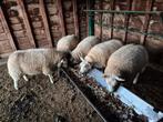 3 texel schapen ooien (vrouwtjes)  te koop