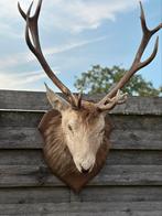 Taxidermie hertenkop edelhert, Ophalen of Verzenden