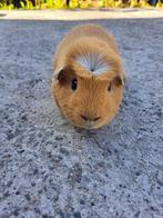 Amerikaans gekruind - Buff, Cavia, Mannelijk, Tam, Oktober