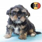 Shorkie-reutjes – een unieke mix van charme en levendigheid!, Dieren en Toebehoren, België, CDV (hondenziekte), 8 tot 15 weken