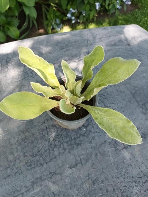 Lychnis Coronarius, Tuin en Terras, Planten | Tuinplanten, Halfschaduw, Ophalen