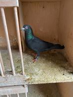 Zwarte duif, Dieren en Toebehoren, Mannelijk, Postduif