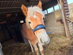 Lieve haflinger zoekt gouden huisje, Animaux & Accessoires, Chevaux, Vermifugé, Moins de 160 cm, Étalon, 0 à 2 ans