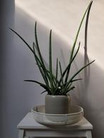 Stijlvolle strakke plant (zie foto's), Tuin en Terras, Vaste plant, Halfschaduw, Zomer, Ophalen