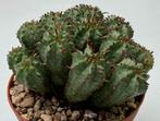 Euphorbia Horrida Submammillaris, Huis en Inrichting, Kamerplanten, Minder dan 100 cm, Verzenden, Vetplant