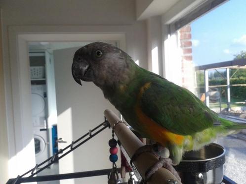 Bonte boer / senegal papagaai, Dieren en Toebehoren, Vogels | Parkieten en Papegaaien, Dwergpapegaai of Agapornis, Geslacht onbekend
