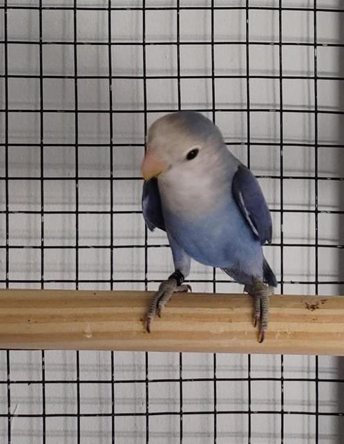 Dwergpapegaai Roseicolle, Dieren en Toebehoren, Vogels | Parkieten en Papegaaien, Dwergpapegaai of Agapornis, Geslacht onbekend