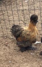 Zijdehoender hen, Dieren en Toebehoren, Vrouwelijk