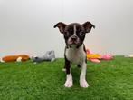 Boston Terrier pups