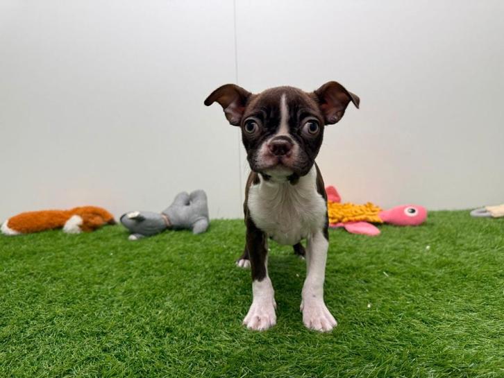 Chiot Boston Terrier, Animaux & Accessoires, Chiens | Jack Russell & Terriers, Chienne, Autres races, Éleveur | Professionnel