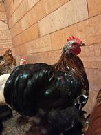 Cochin kriel haantje, Dieren en Toebehoren, Pluimvee, Mannelijk, Kip