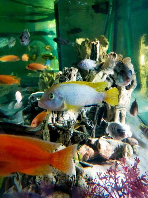 Pearlmutt koppel, Dieren en Toebehoren, Vissen | Aquariumvissen