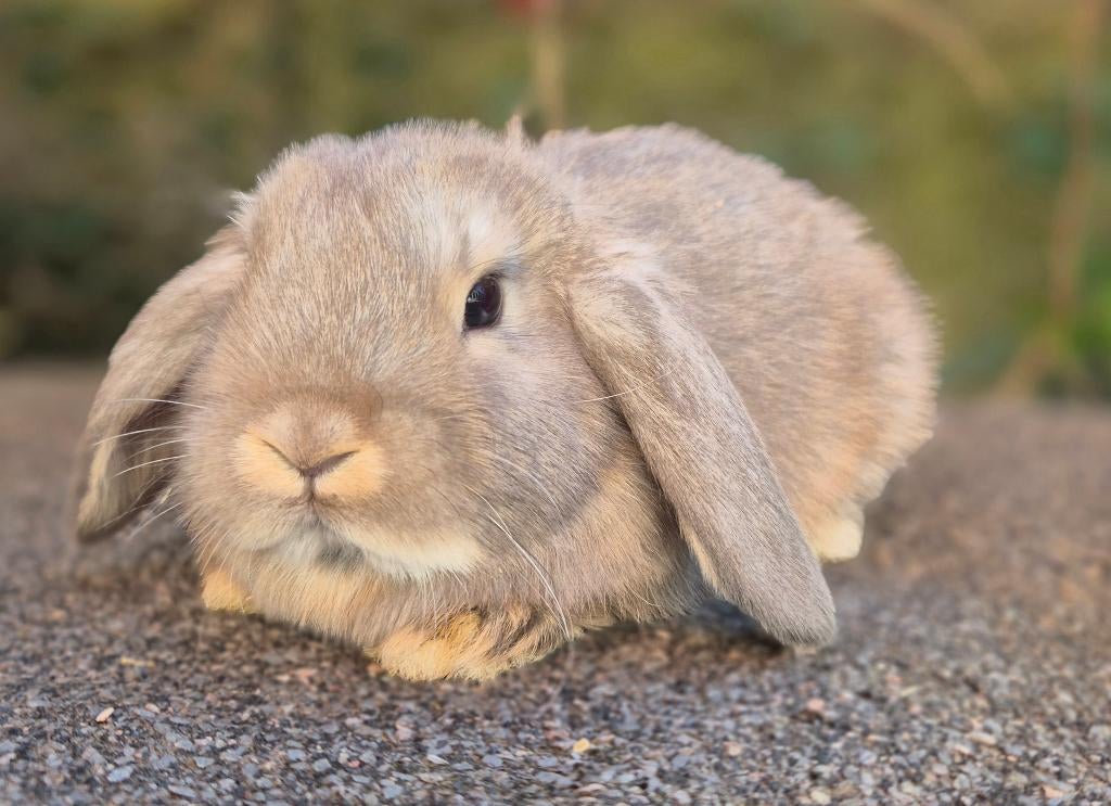 NHD x MINILOP RAM, Dieren en Toebehoren, Konijnen, Dwerg, Mannelijk, 0 tot 2 jaar, Hangoor