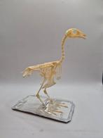 Squelette complet Coturnix, Enlèvement ou Envoi