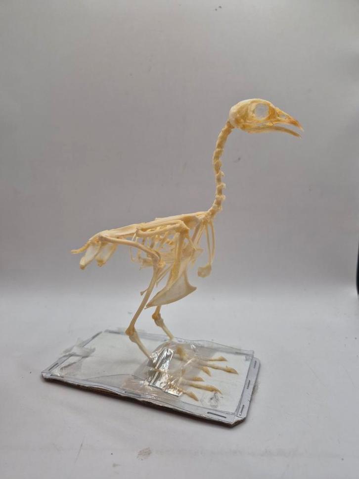 Squelette complet Coturnix, Collections, Collections Animaux, Enlèvement ou Envoi