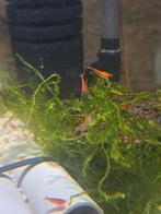 Neocaridina rouge crevettes aquarium, Animaux & Accessoires, Enlèvement