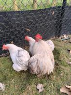 Broedeieren cochin kriel parelgrijs, Dieren en Toebehoren