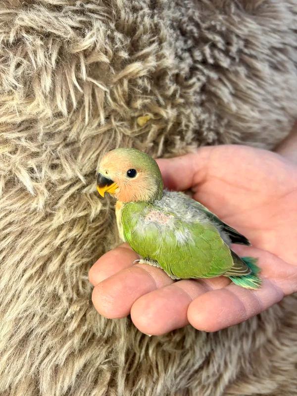 Inséparable Roseicollis EAM/apprivoisé à réserver, Animaux & Accessoires, Oiseaux | Perruches & Perroquets, Perroquet nain ou Inséparable