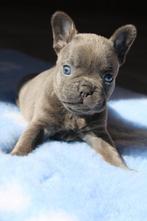 Chiots bouledogue français au nez ouvert plus long, Bouledogue, Plusieurs, Hépatite contagieuse (maladie de Rubarth), Belgique