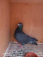 Duivin tekoop, Dieren en Toebehoren, Vogels | Duiven, Vrouwelijk, Postduif