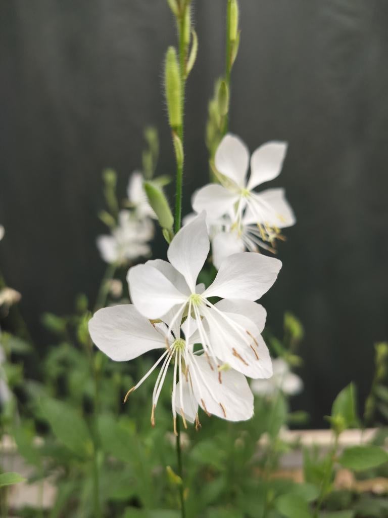 Gaura Lindheimeri Stefie White, Jardin & Terrasse, Plantes | Jardin, Plein soleil, Enlèvement, Plante fixe, Été