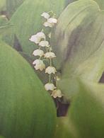 Meiklokje, Tuin en Terras, Ophalen
