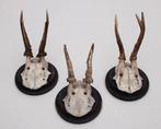 3 x antiek REE GEWEI op houten schild - 1915/1917/1923, Verzamelen, Dierenverzamelingen, Ophalen of Verzenden, Gebruikt, Hert