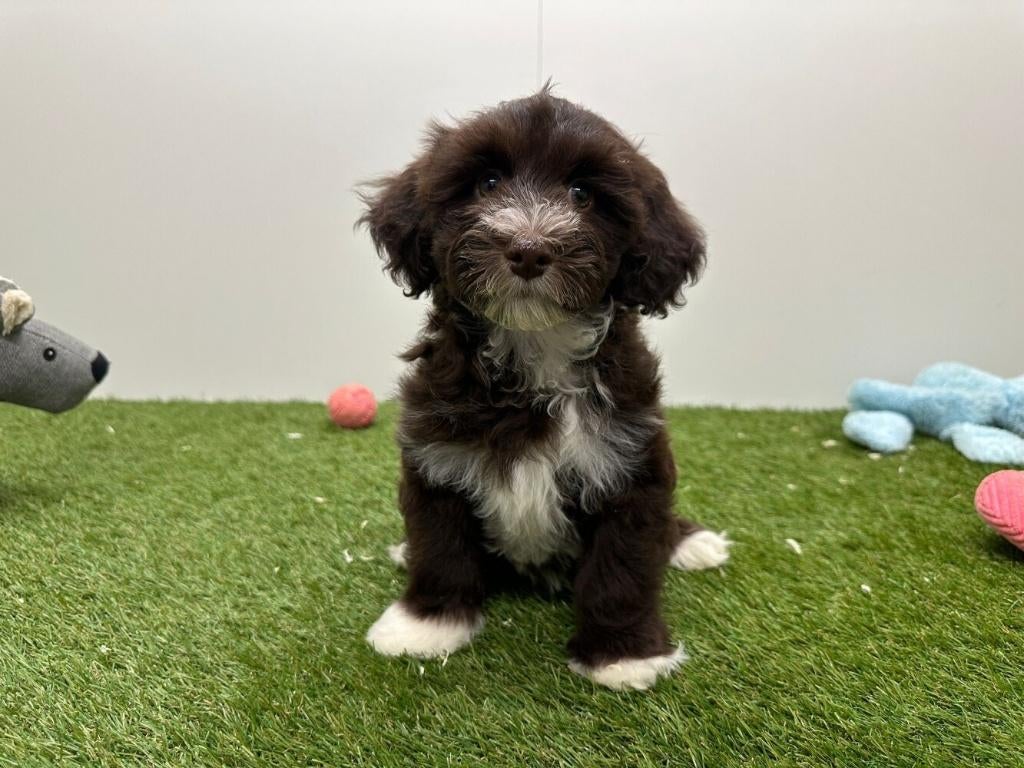 Havanezer pups, België, Overige rassen, 8 tot 15 weken, Parvo