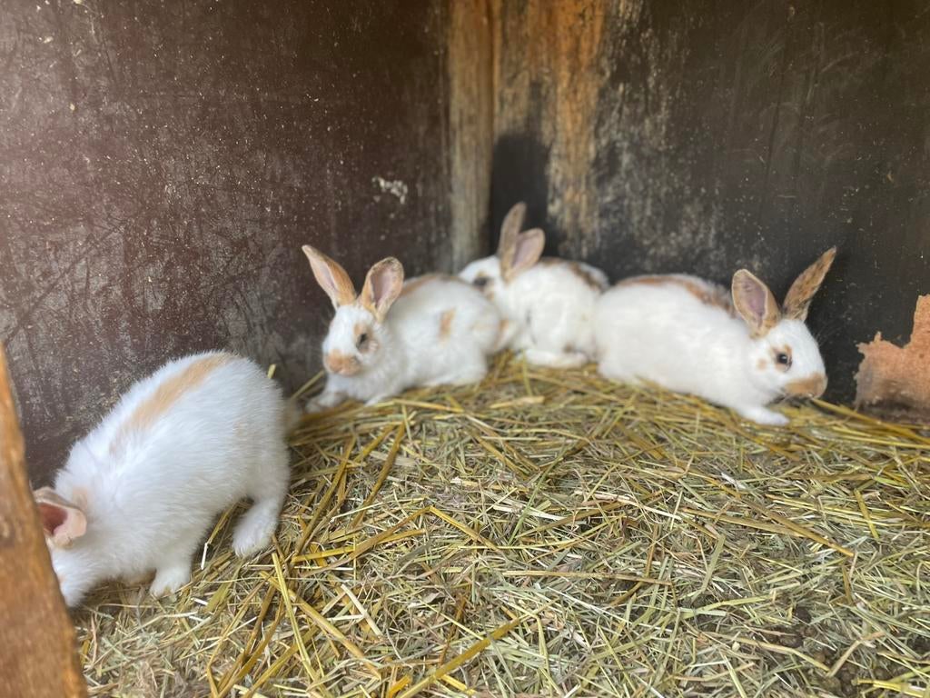 Nestje reuzenvlinders/lotharingers, Dieren en Toebehoren, Konijnen, Groot