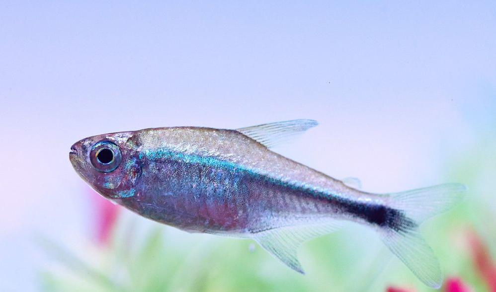 7x Gold Tetra (Hemigrammus rodwayi), Vis, Zoetwatervis, Schoolvis