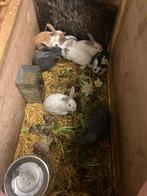 Vlees konijnen, Dieren en Toebehoren, Meerdere dieren, Groot, 0 tot 2 jaar